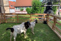 IMG_3127.jpg-Website