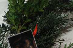 IMG-20251212-WA0117